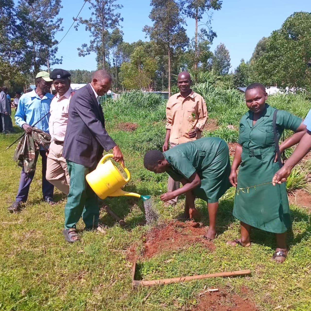 Reforestation