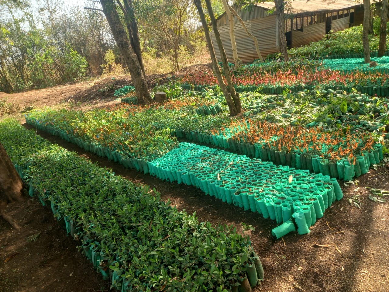 Afforestation